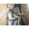 chinese seafood mackerel scomber japonicus